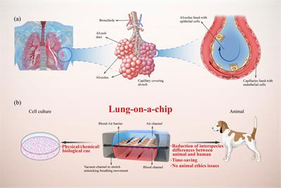 Frontiers Recapitulating Essential Pathophysiological Characteristics